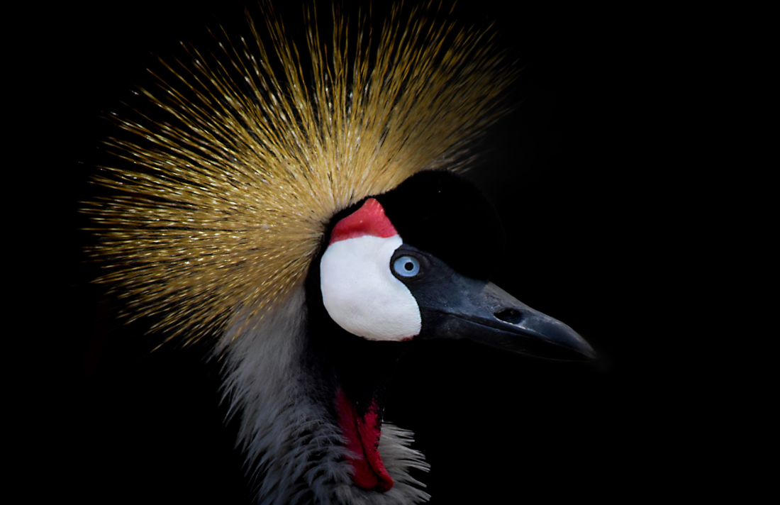 bird-portrait-2022-11-04-21-49-42-utc