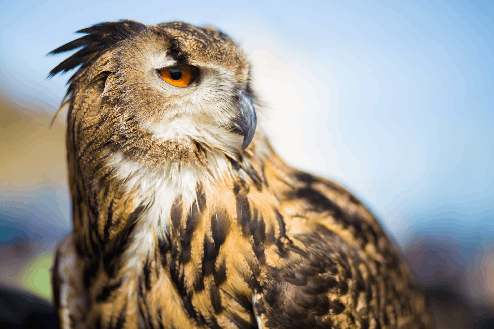closeup-on-exotic-birds-2022-11-01-03-07-10-utc