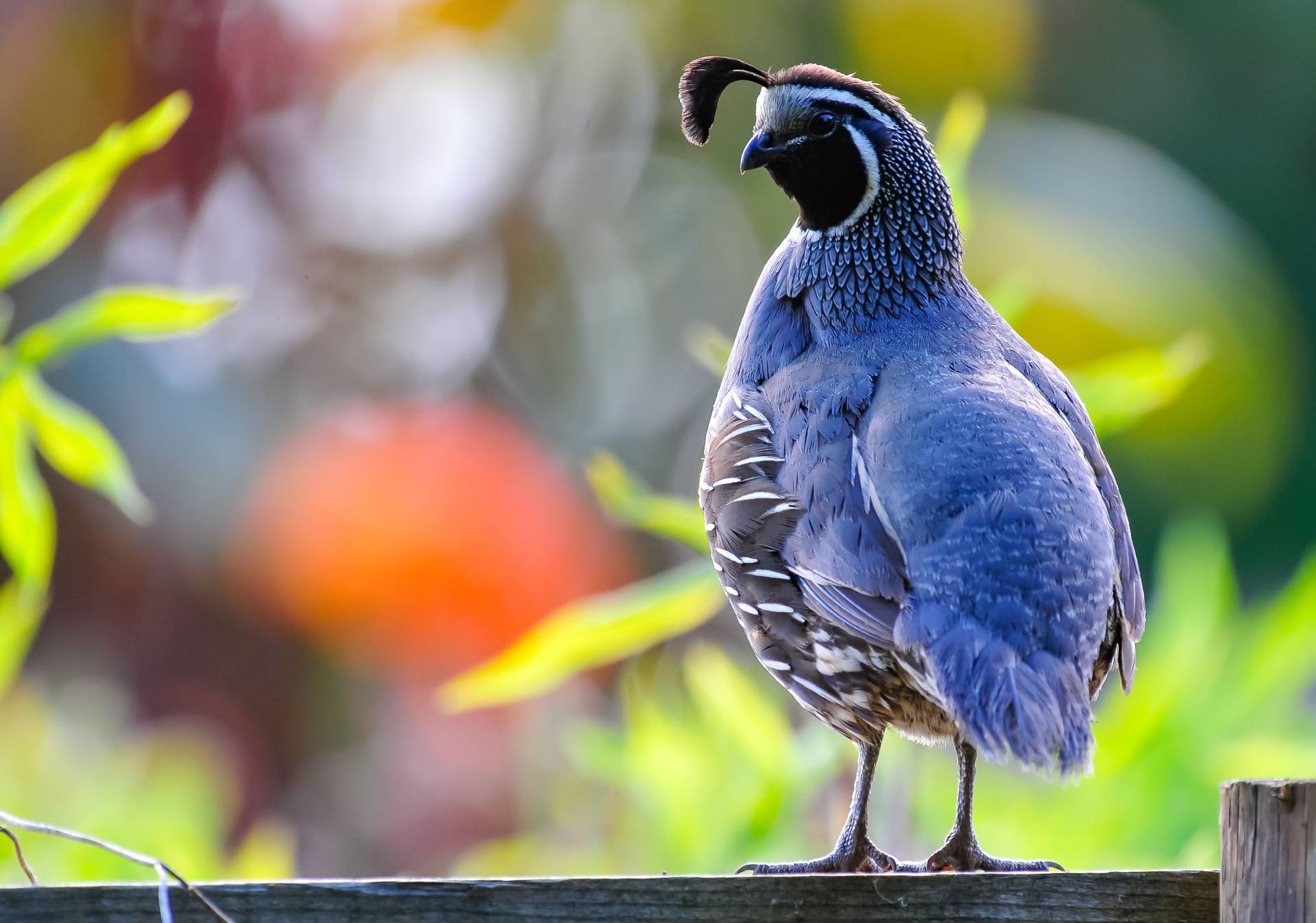 closeup-shot-of-a-california-quail-2023-04-24-18-49-41-utc (1)