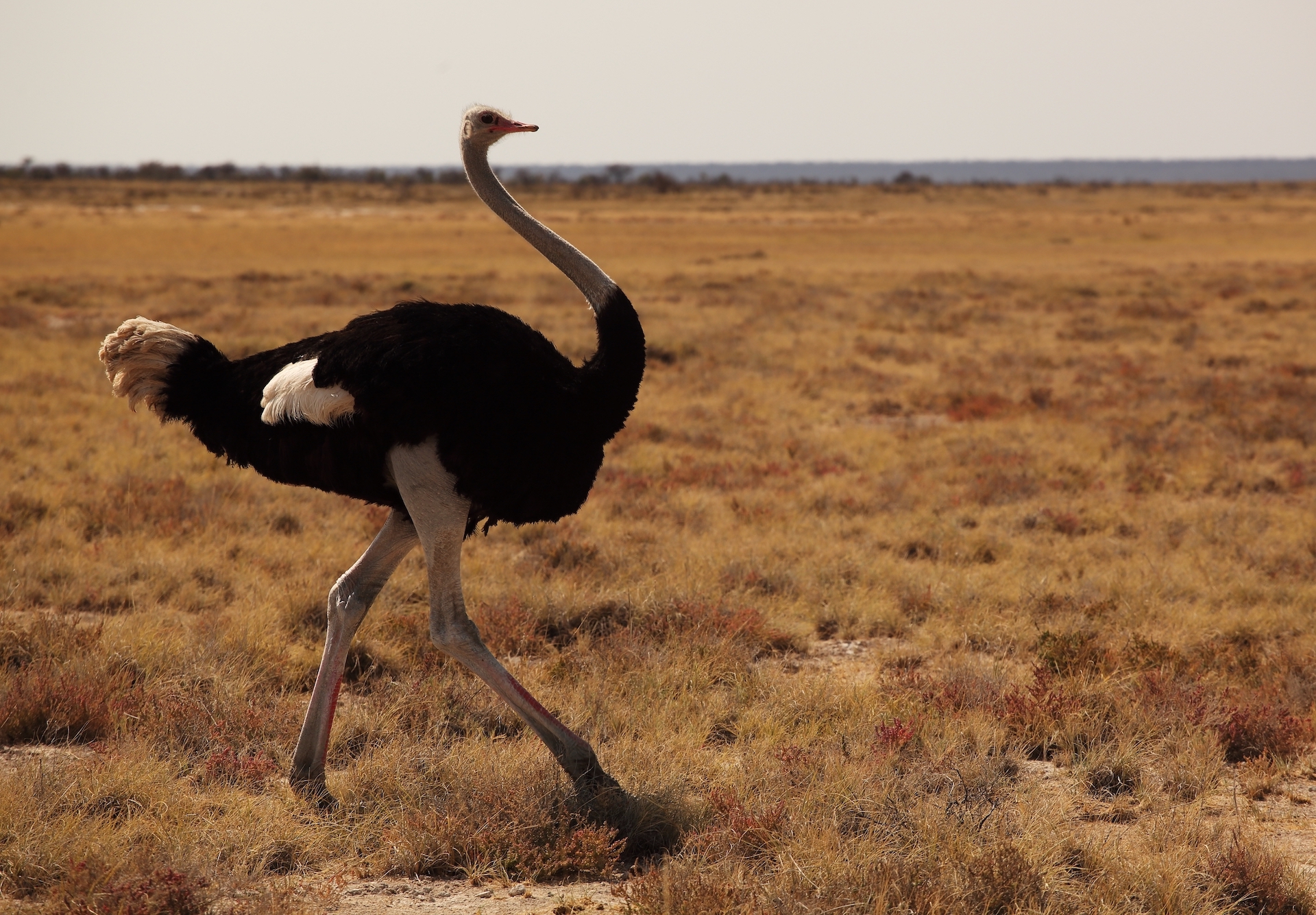 Closeup shot of an ostrich running on the grassy savanna plain in Namibia
