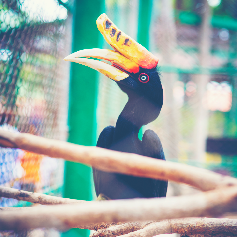 rhinoceros-hornbill-in-cage-2022-12-16-02-36-07-utc