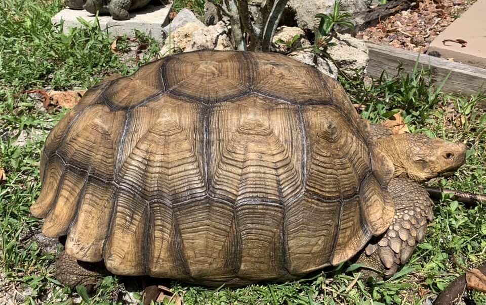 tortoise