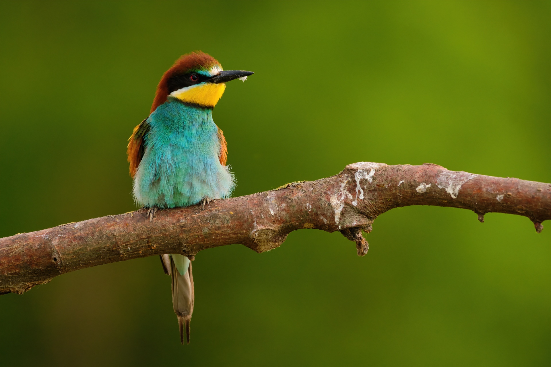 european-bee-eater-merops-apiaster-on-a-branch-2022-12-17-04-11-32-utc (1)