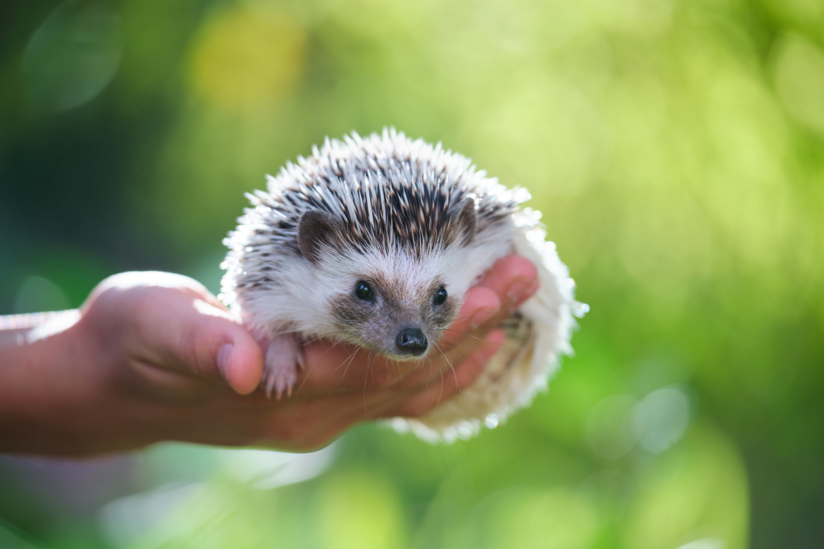 human-hands-holding-little-african-hedgehog-pet-2022-08-14-08-35-04-utc (2)