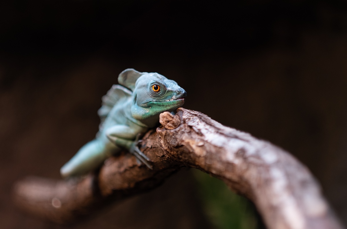 lizard-on-a-branch-2022-11-02-15-53-43-utc (1)