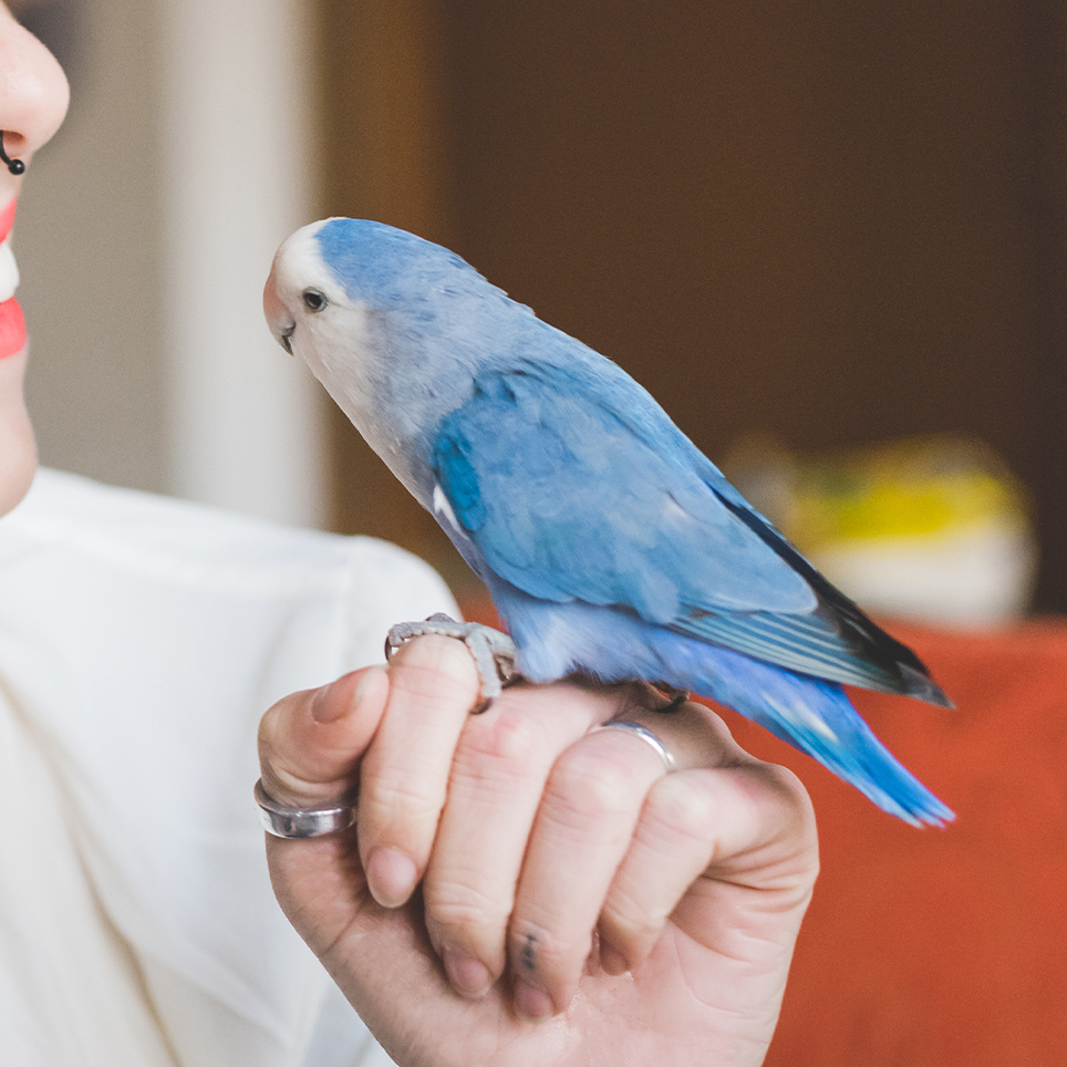 bird