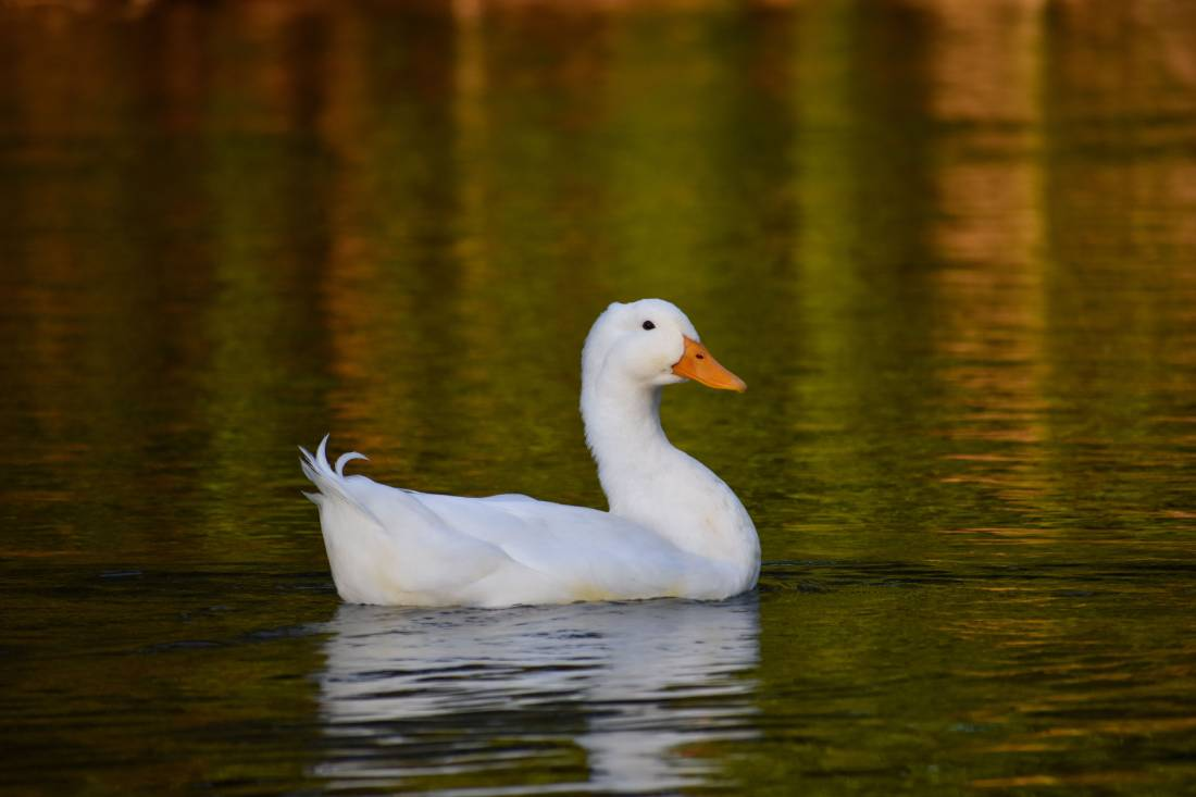 domestic-duck-or-domestic-mallard-anas-platyrhync-2023-11-27-05-27-46-utc (1) 1