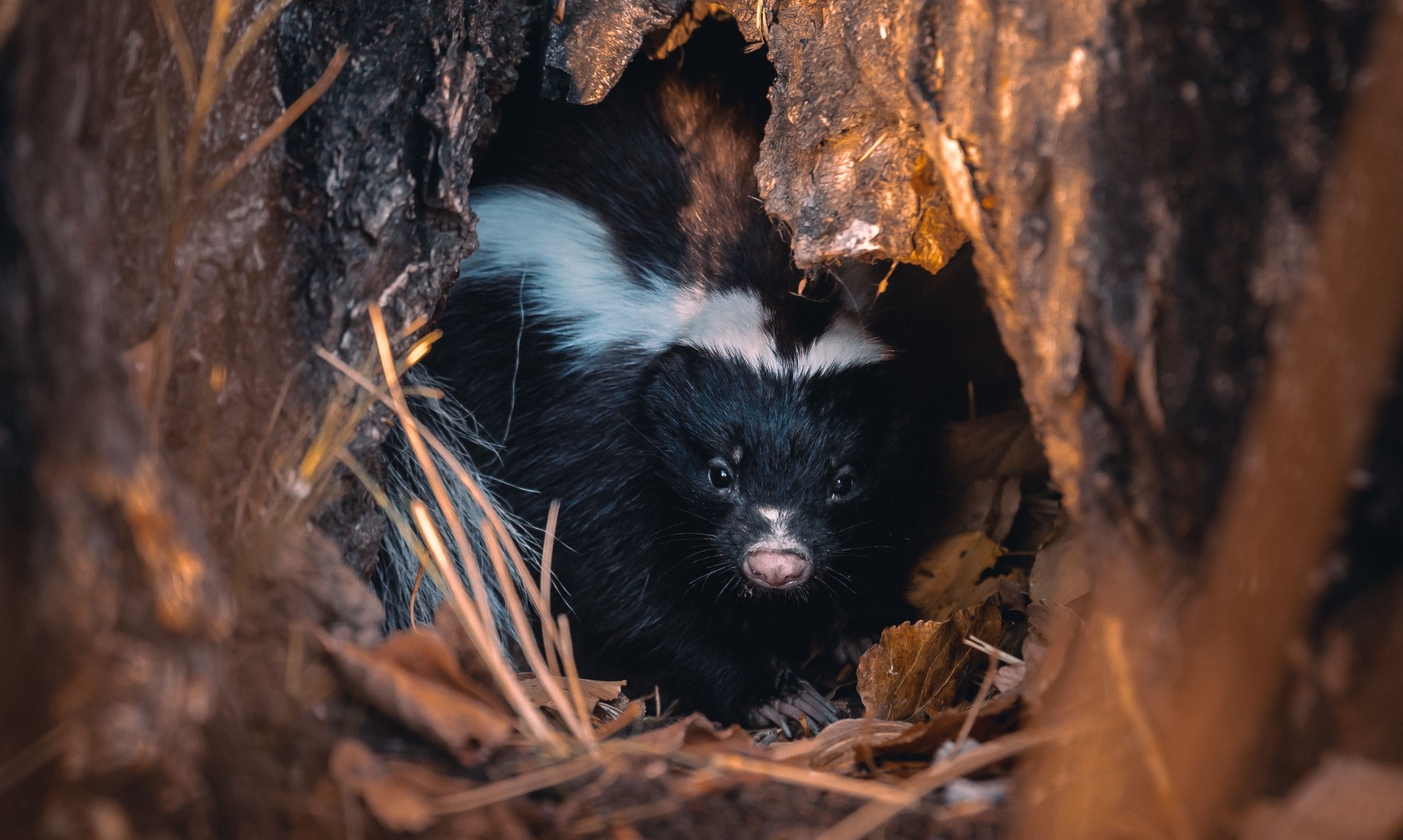 cute-black-and-white-skunk-hiding-in-a-cave-in-arg-2023-11-27-04-52-54-utc (2)