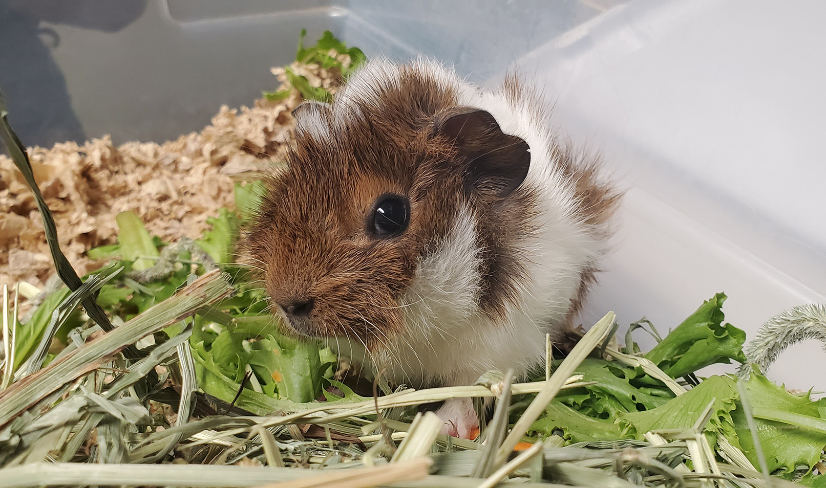 pet nutritional