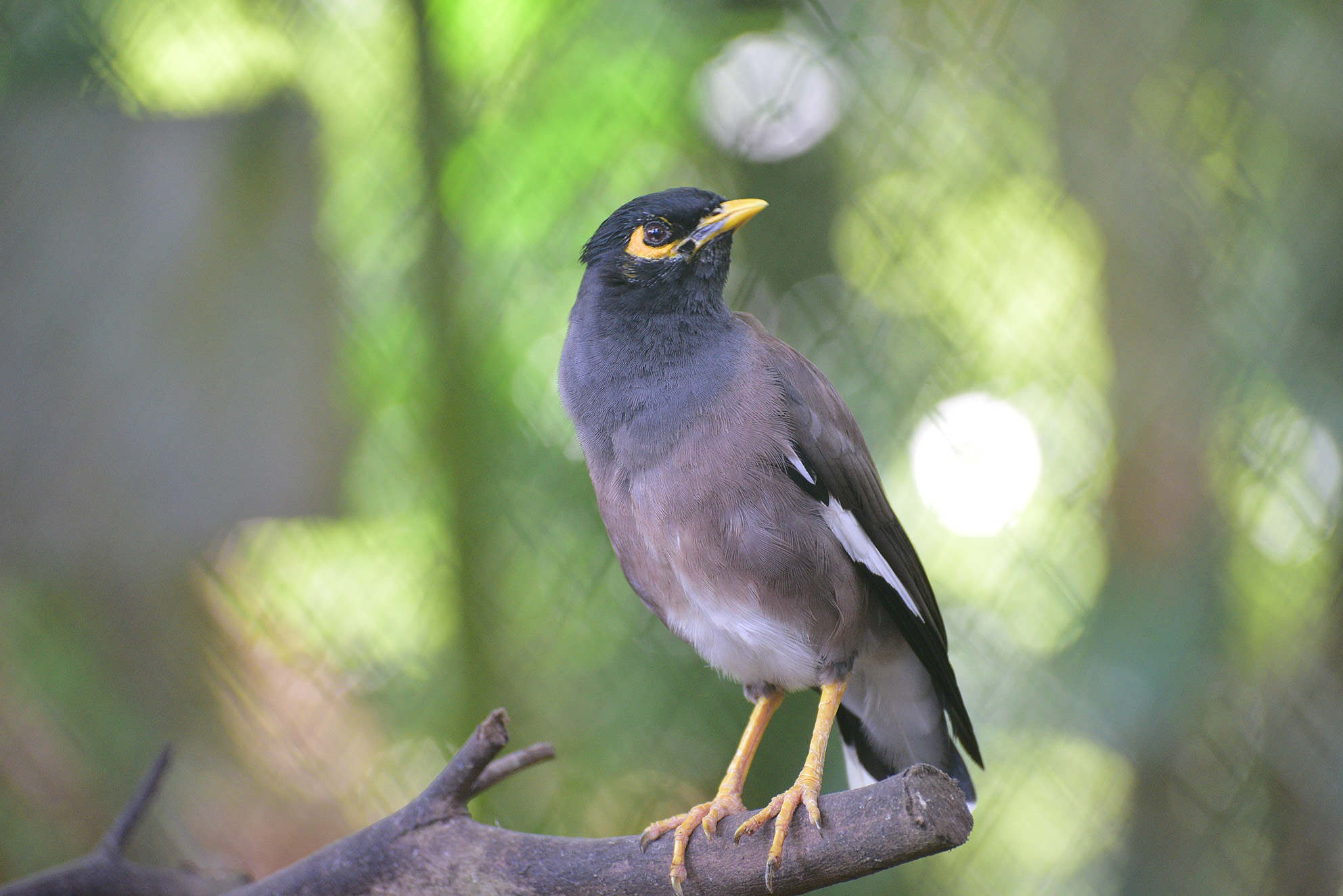 the-common-myna-or-indian