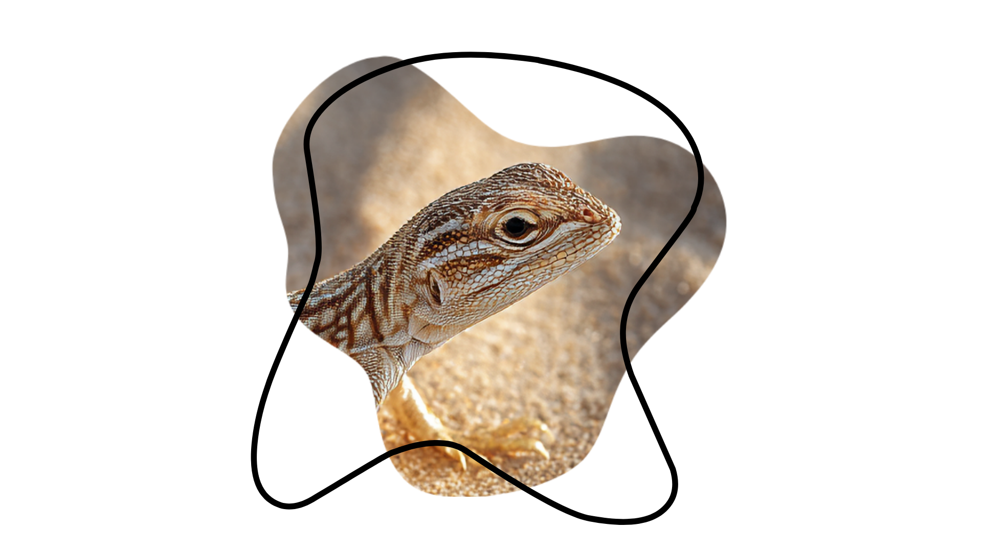 Avian veterinary care at a vet near me in Greenacres FL