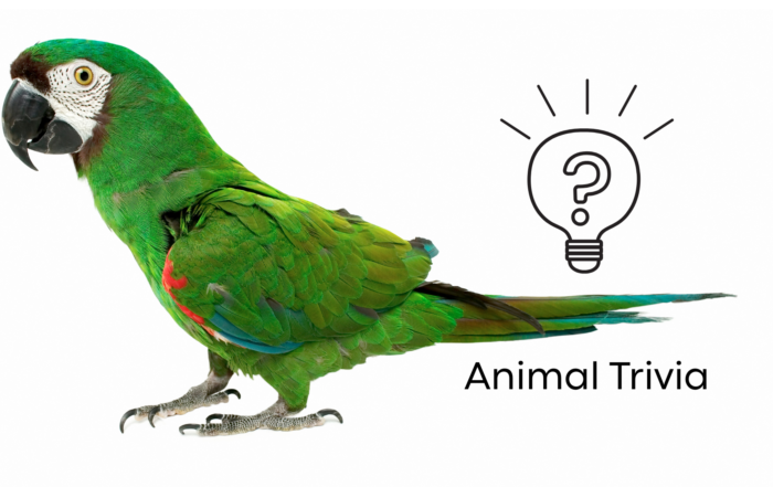 Exotic pet wellness exam at a vet near me in Greenacres