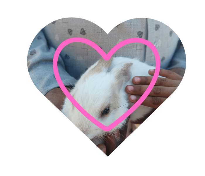 Gentle handling of rabbits and pocket pets at The Bird and Exotic Hospital in Greenacres FL