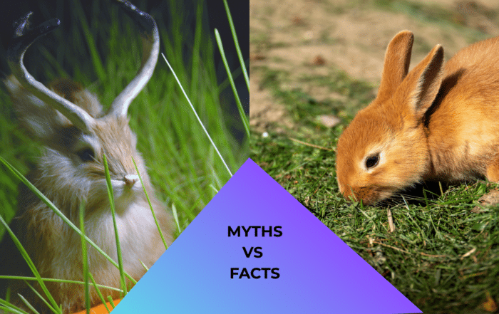 Jackalope beside a pet rabbit representing myths versus facts in exotic animal care at in Greenacres, Florida