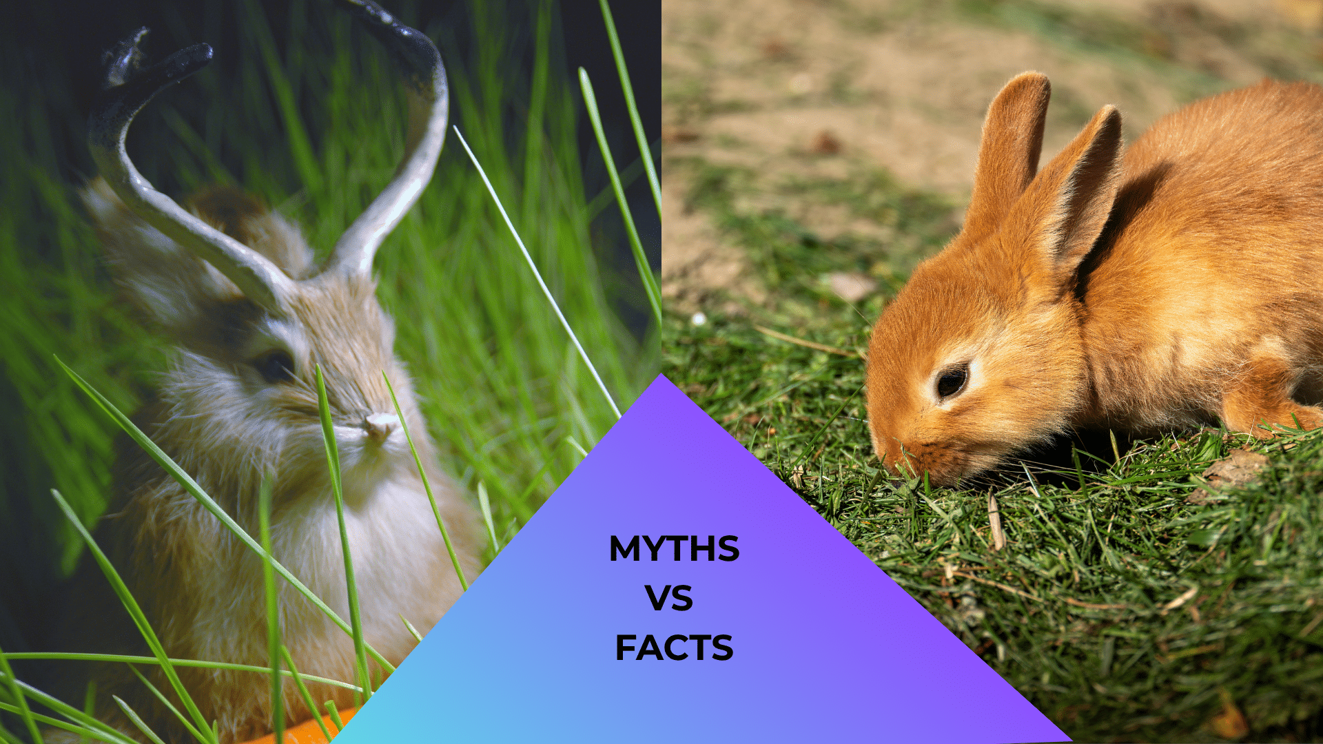 Jackalope beside a pet rabbit representing myths versus facts in exotic animal care at in Greenacres, Florida