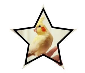 Cockatiel perched on a person's hand representing gentle exotic animal care at The Bird and Exotic Hospital