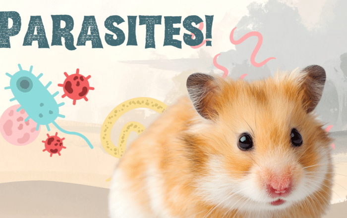 Hamster surrounded by parasites in Greenacres, FL